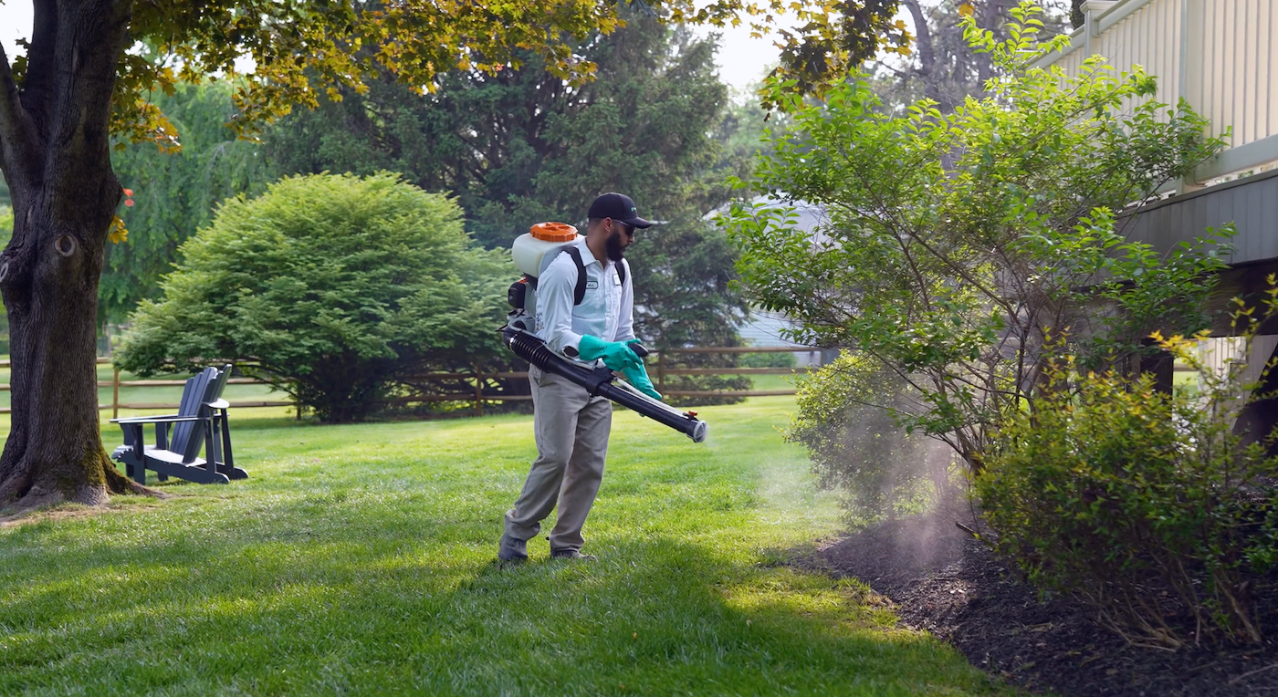 mosquito control services