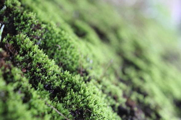 Lawn Moss