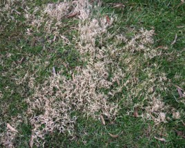 Nimblewill patch