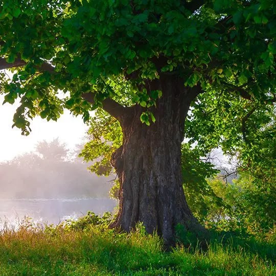 Healthy tree - oak