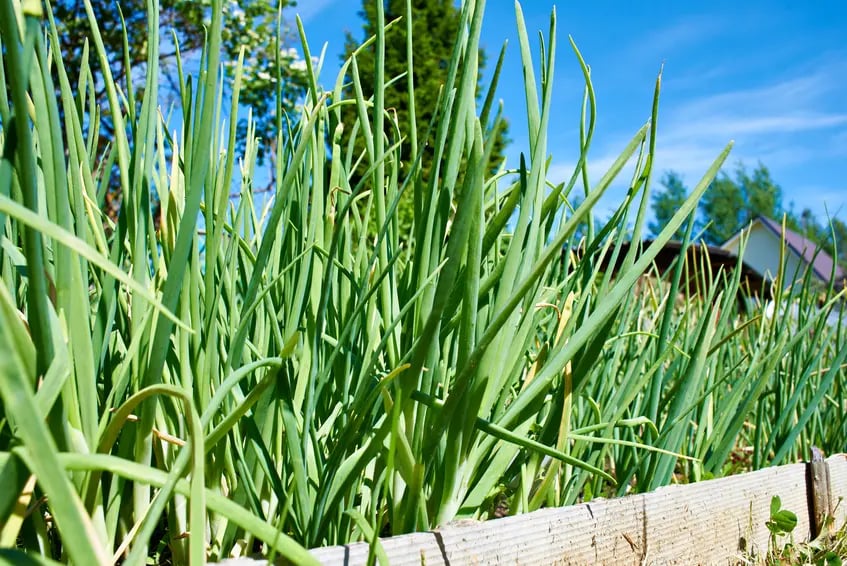 Onion grass