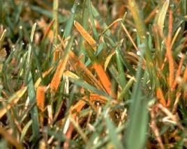 orange lawn rust