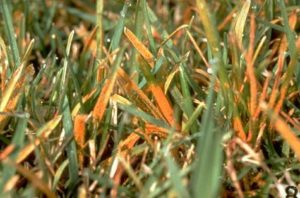Orange lawn rust