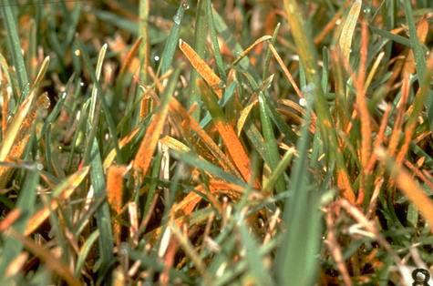 Orange lawn rust