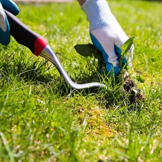Organic outlet lawn care