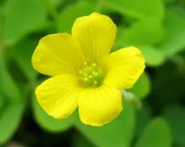 Oxalis flower