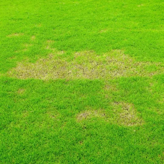 will lawn fungus go away on its own?
