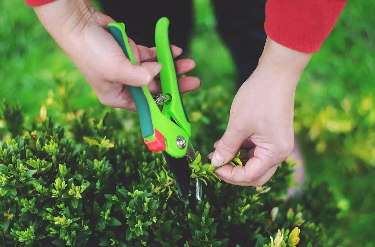 homeowner cutting back overgrown shrubs