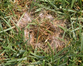 Pythium Blight