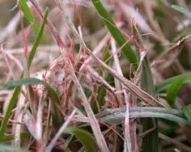 Disease Profile: Red Thread - Green Lawn Fertilizing