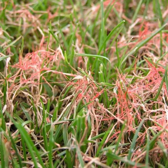 Red Thread