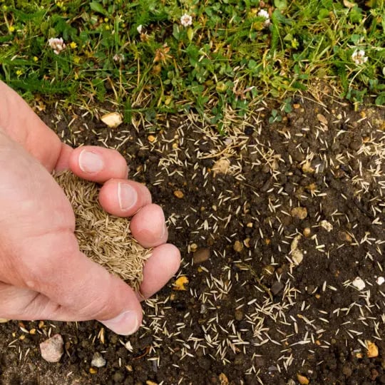 Dormant Seeding