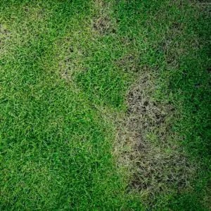 lawn disease