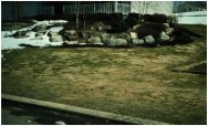 Snow Mold Damage