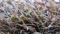 Gray Snow Mold