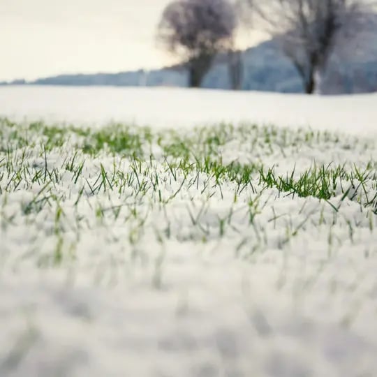 snowy-lawn