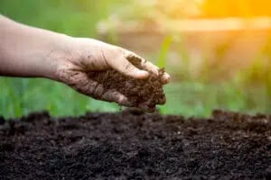 How to Tell If Your Soil Needs Lime