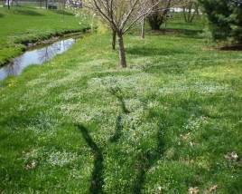 speedwell established in a lawn