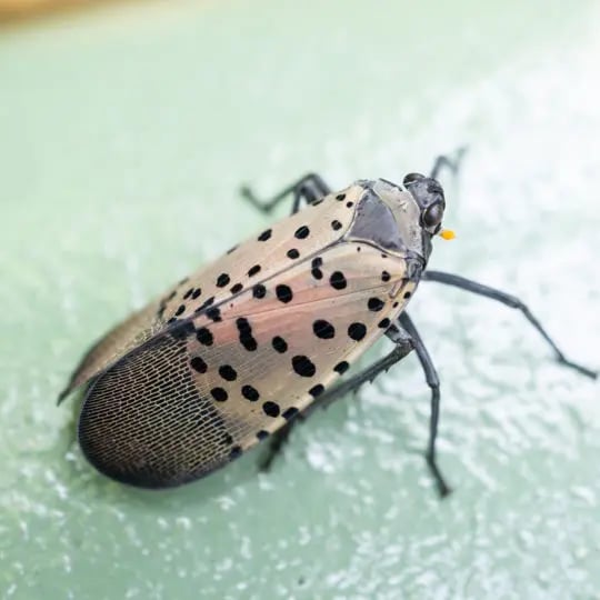 How to get rid of discount lanternflies