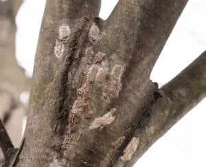 How to Make a Homemade Lanternfly Spray: Egg Mass