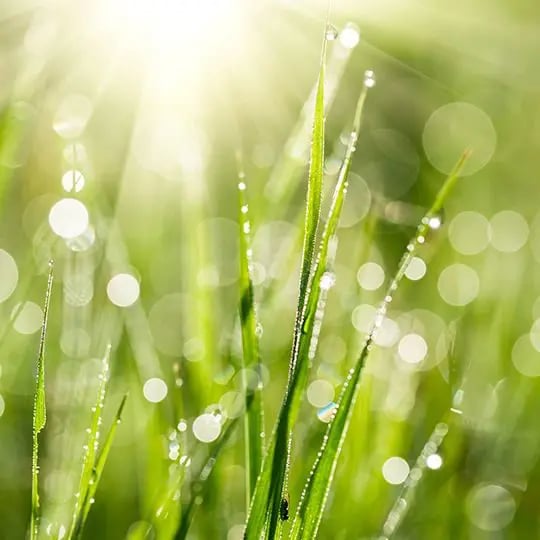 Spring lawn cleanup