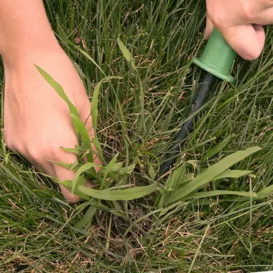 How To Get Rid of Crabgrass in the Summer