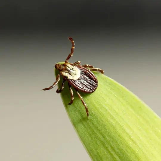 Tick on leaf