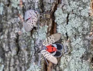 lanternfly