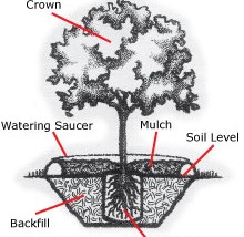 Tree planting