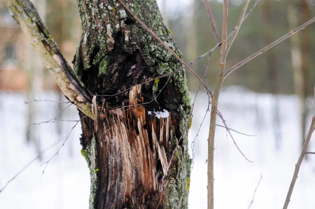 Dead Trees