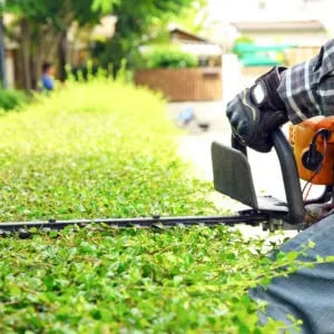 trimming hedges