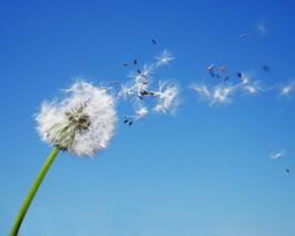 Take care of your weeds!