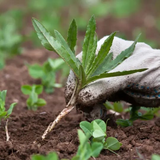 weeding in the vegetable garden, closeup