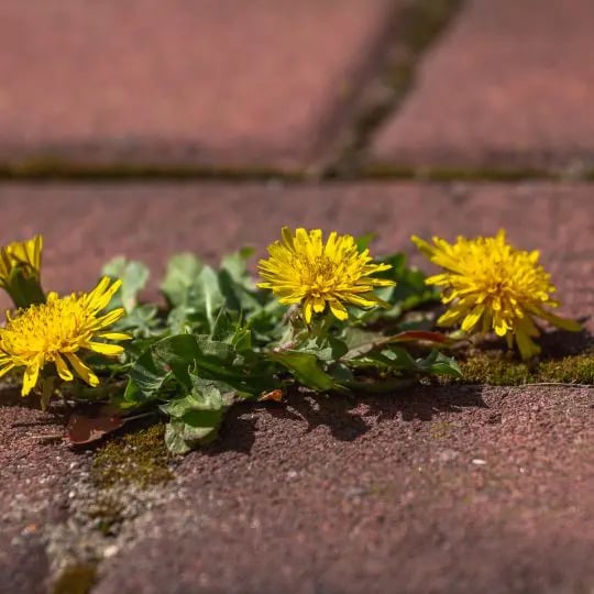 What Are Post Emergent Herbicides and How Do I Use Them?