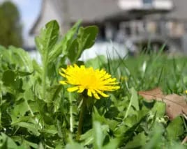 organic vs synthetic weed control