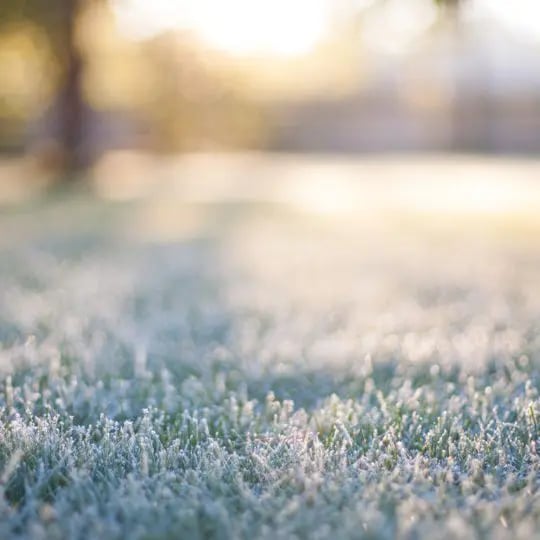 winter lawn