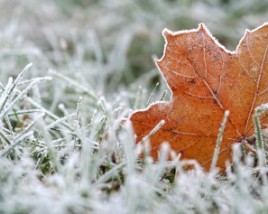 Late Fall Early Winter Lawn Maintenance - Green Lawn Fertilizing