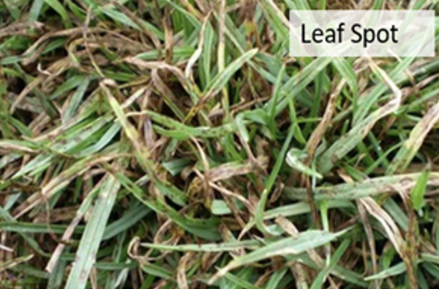Leaf Spot