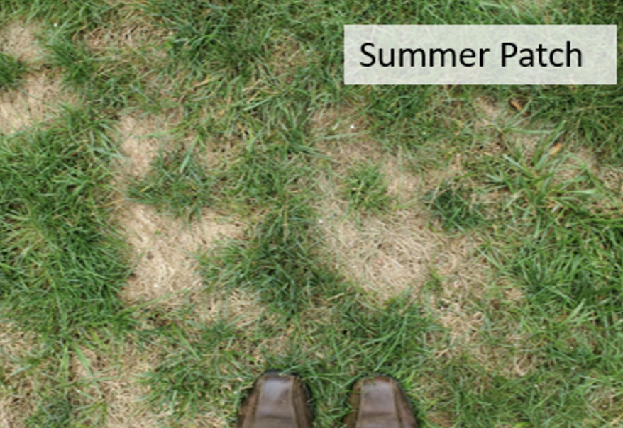 Summer Patch