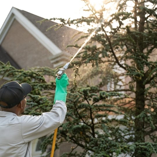 tree and shrub care