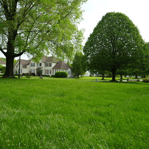 Why is grass green photo