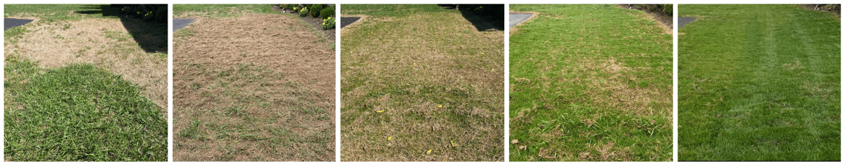 aeration seeding results before after photos