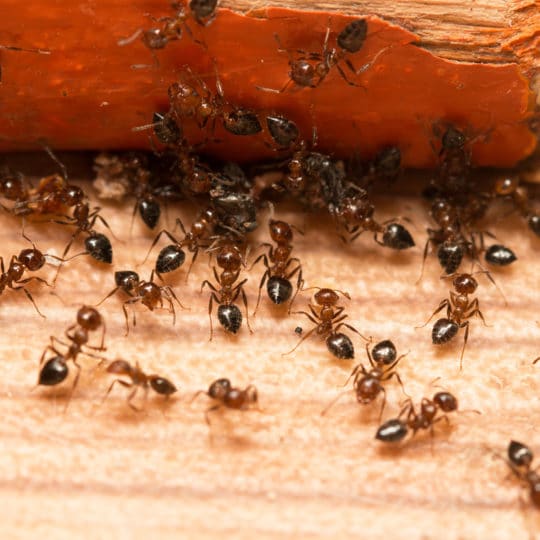 ants