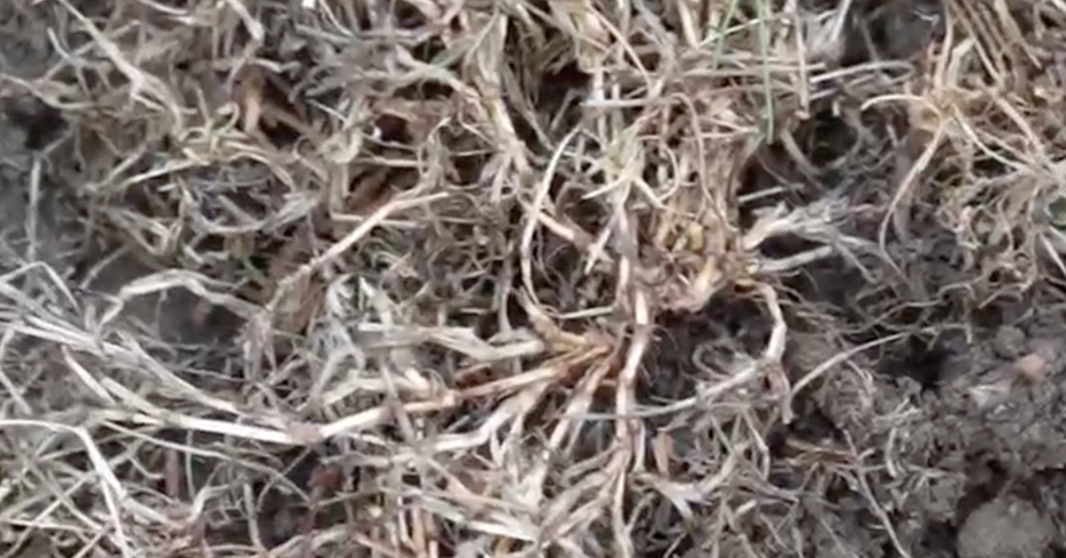 dead grass