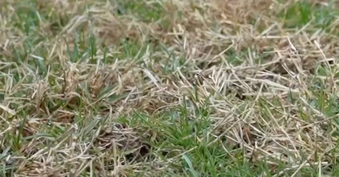 dormant grass beginning to green up