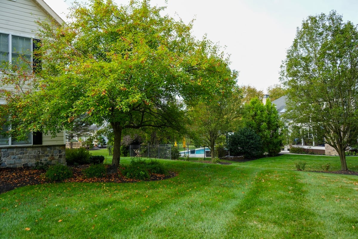 fall lawn with leaves