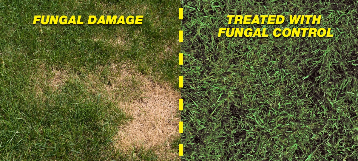 fungal-damage-comparison