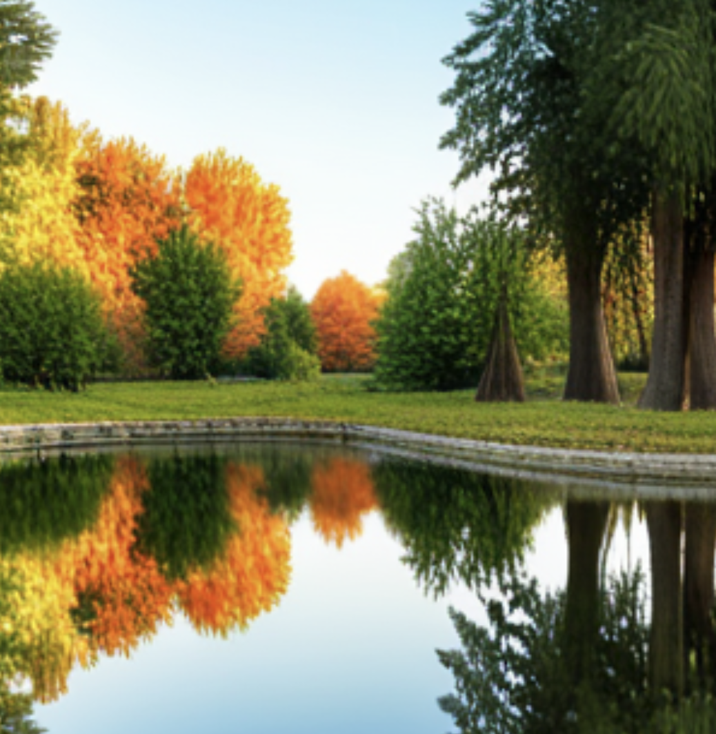 pond with mosquitos in it