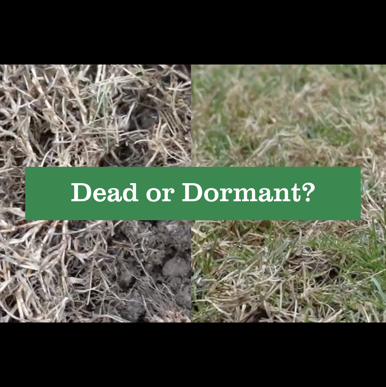 Useless Grass vs Dormant Grass Useless Grass vs Dormant Grass