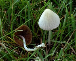 Lawn Invasion Mushrooms Green Lawn Fertilizing